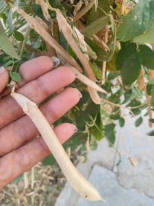 Aparajita Seeds