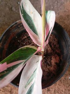 Tricolor Stromanthe Plant