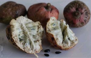 Raamphal Fruit Seeds (50nos)