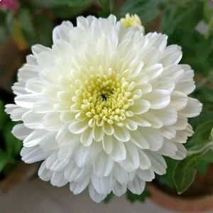 Live White Sewanti Plant