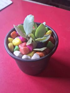 Adorable Potted Succulent with Colorful Stones