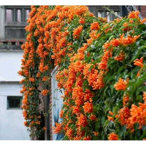 Garlic Vine plant Pack Of 3