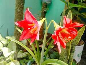 Lily Plant Live