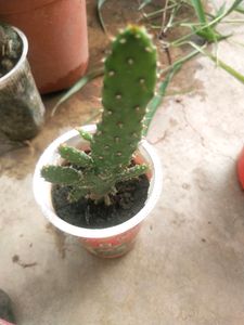 Price DropMega Combo 5 Type Semi Scullent Plant