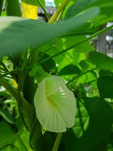 White Aparajita Seeds