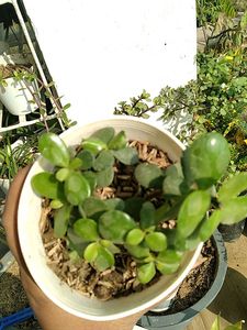 Jade With Pot Rooted