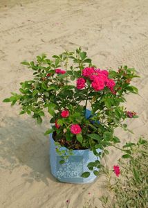 Hazari Rose Plant Pack Of 1