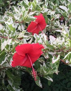 Variegated Hibiscus Cuttings 5 No