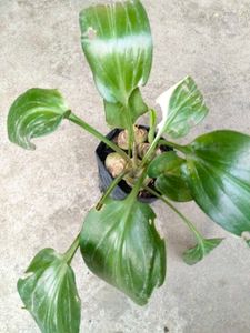 Indoor Plant Collection