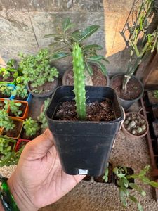Red Dragon Flower Live Plant
