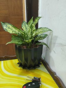 Indoor Plant in Black Pot
