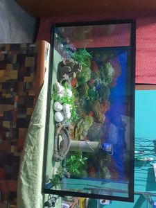 Aquarium With All Accessories