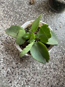 Different Plant Types