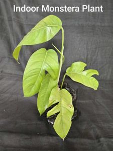 Monstera Deliciosa Plant