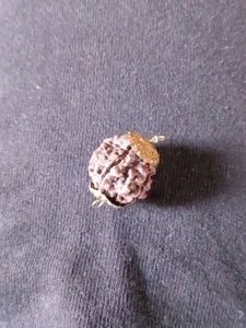 Original Shivji Tears Rare 5 Mukhi Rudraksh