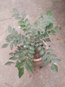 Combo Of 2  Curry Leaves Or Jamun Plant