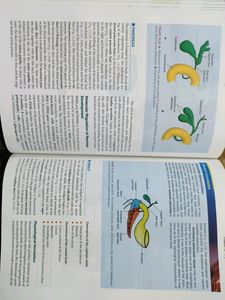 Anatomy Embryology