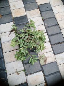 10 Live Root Plants