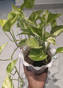 Money Plant With Pot.Healthy Leaves