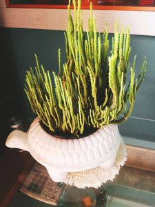 Semi Indoor Cactus