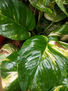 Big Size Leaf Money Plant Cutting