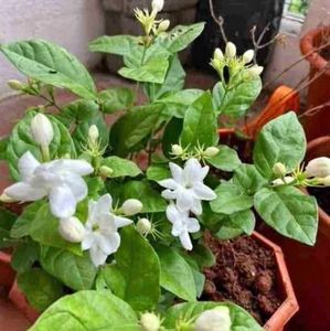 2 No Jasmin Rooted Plant