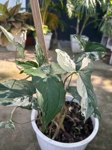 Plants