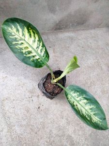 Varieties Plants Combo.