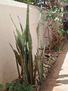 Tall Snake Plant...