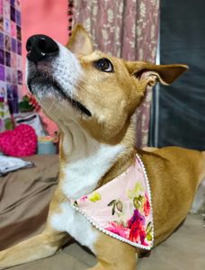 Cute Dog Scarf floral 🌸