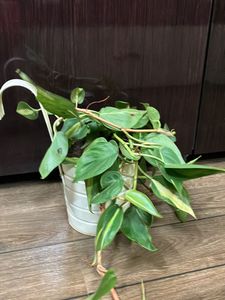 Pothos Plant