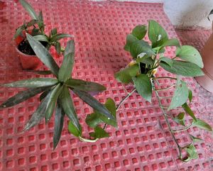 Set 2  Money Plant &amp; Mose In The Cardle Plan