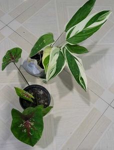 Set 2 Calcium,,& Never Plants