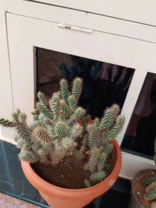 Cactus Plants