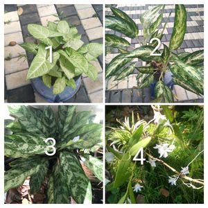 you can select 10 Live root plants