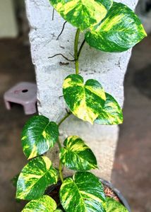 Money Plant Big Leaves
