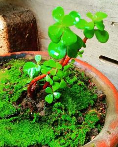 Indoor Plant In Comb