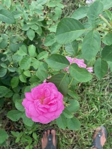Pink rose steem
