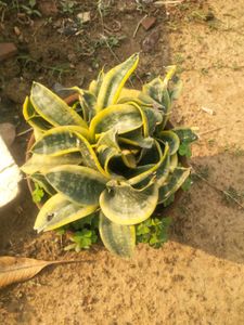Total 6 Variety Snake Airpurifying Plant
