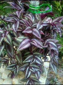 11 Live Root Plants