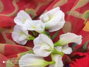 White Butterfly Flowers Plant Seeds