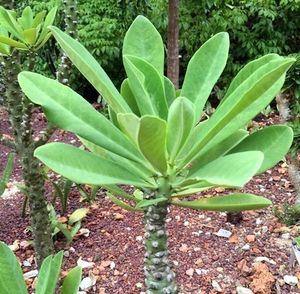 Euphorbia Neriifolia (Indian Spurge)