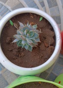 Set Of 4 Succulent (Without Pot)