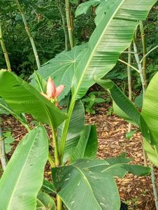 ORNAMENTAL BANANA MUSAE PLANT.