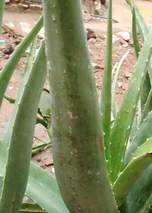 Fresh AloeVera Piece/ Gel