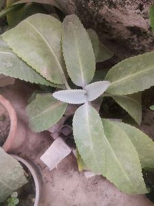 Healthy Kalnchoe Plant With Root