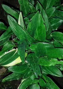 Mixed Verity Of Plants