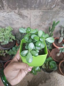 Jade Plant