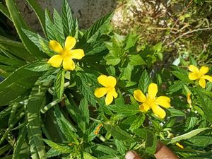 4 RunYellow Flowering Seeds Combo