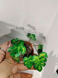 Artificial Miniature Plant